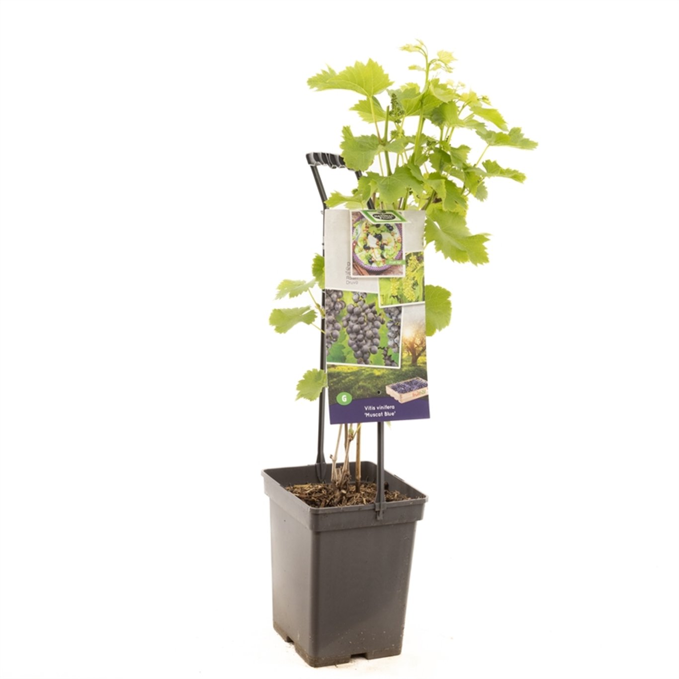 Vinranka – Vitis 'Muscat Bleu' - 50-60 CM Carry Handle C5